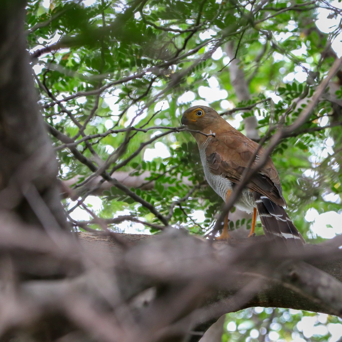 Barred Forest-Falcon - ML623668931