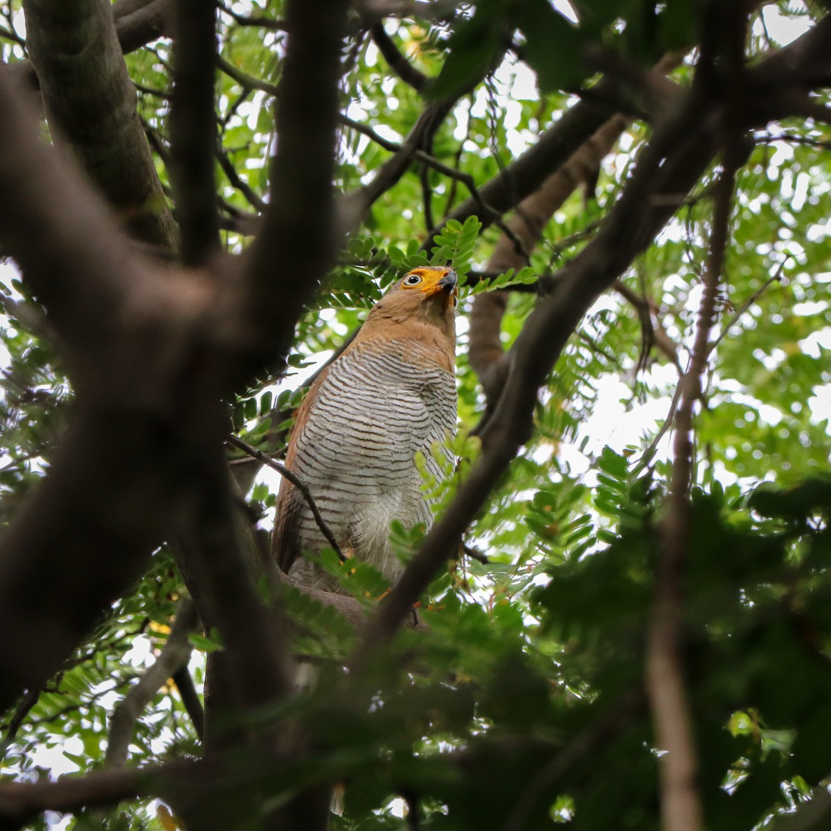 Barred Forest-Falcon - ML623668932