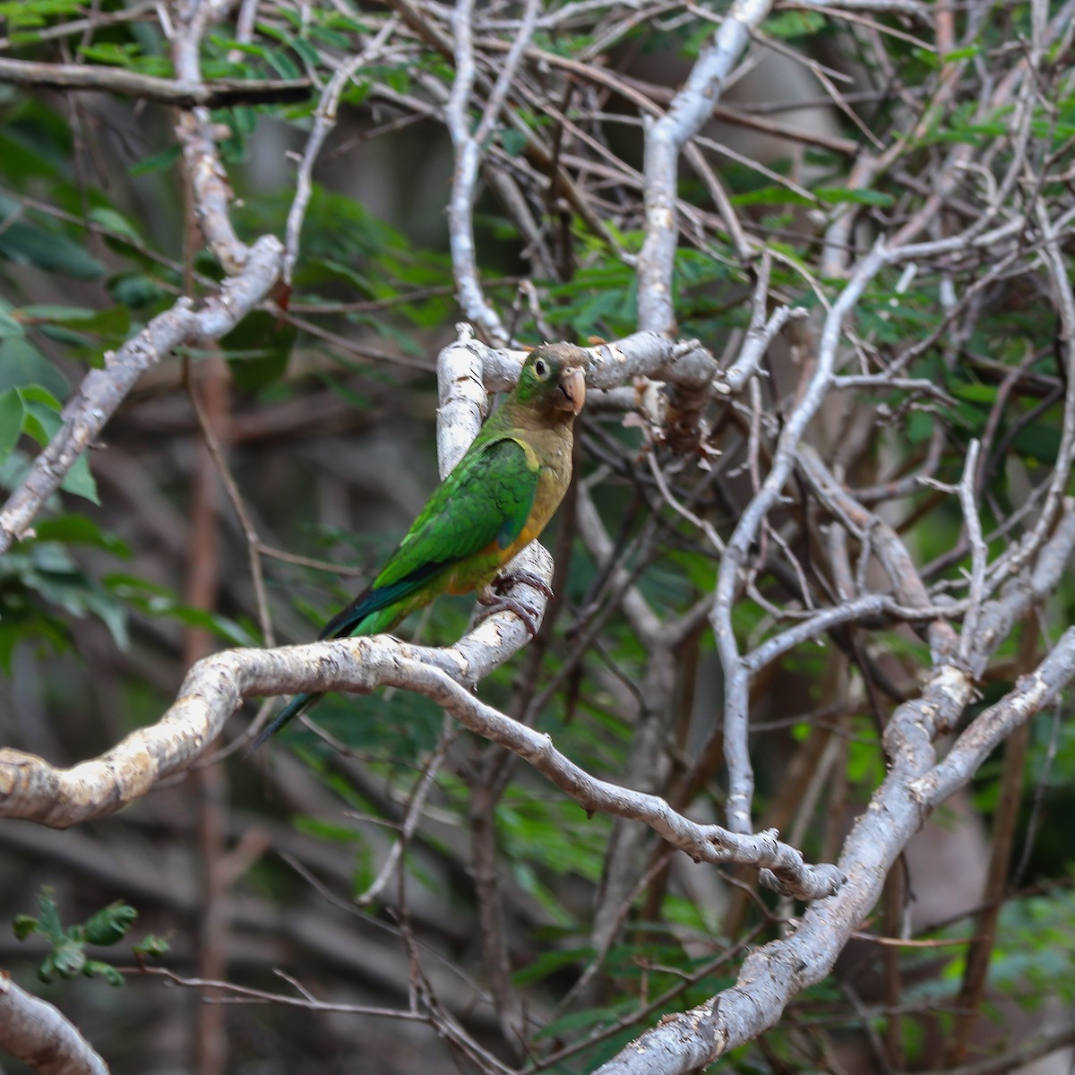 Cactus Parakeet - ML623668944