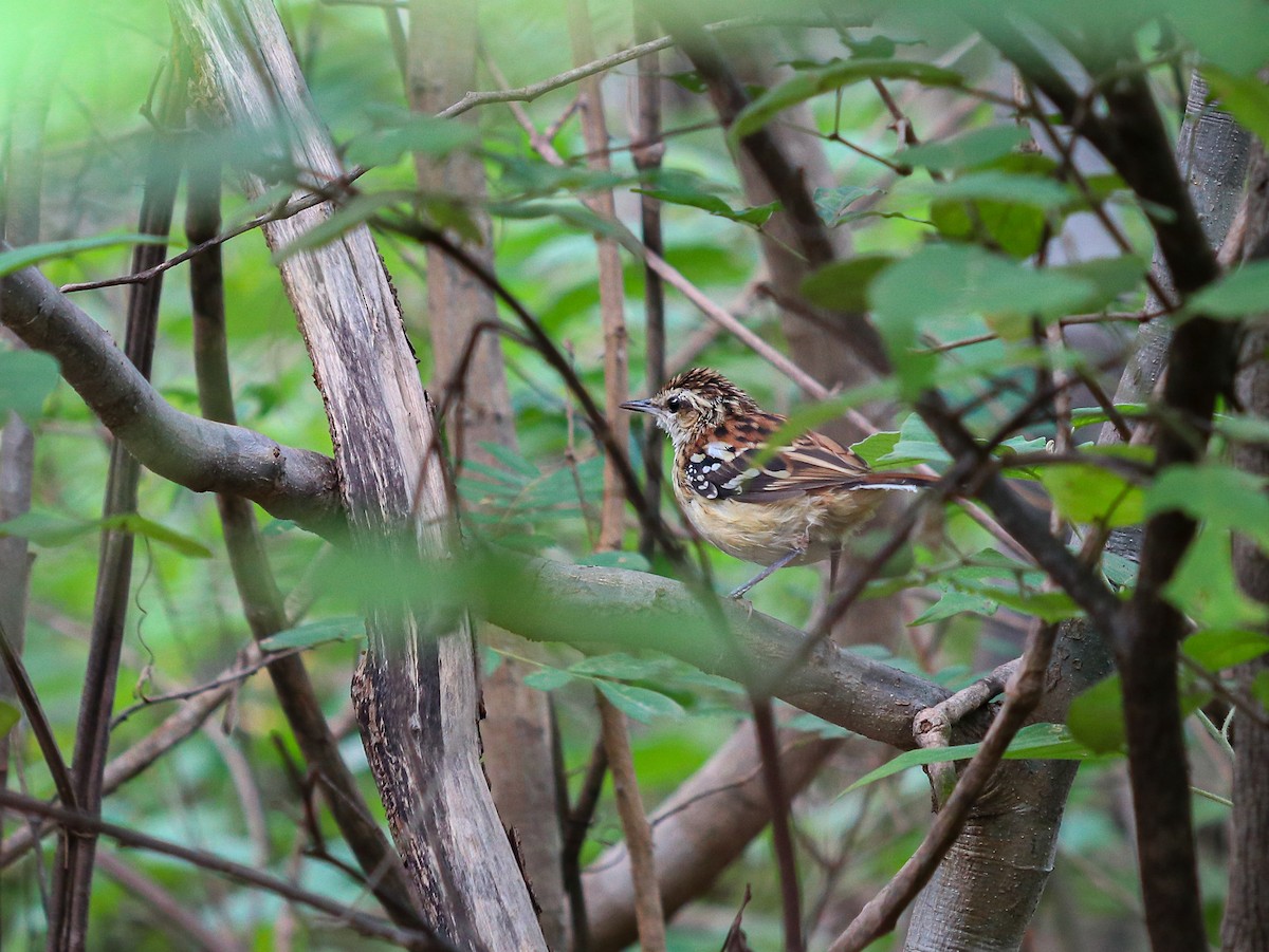 Stripe-backed Antbird - ML623668951