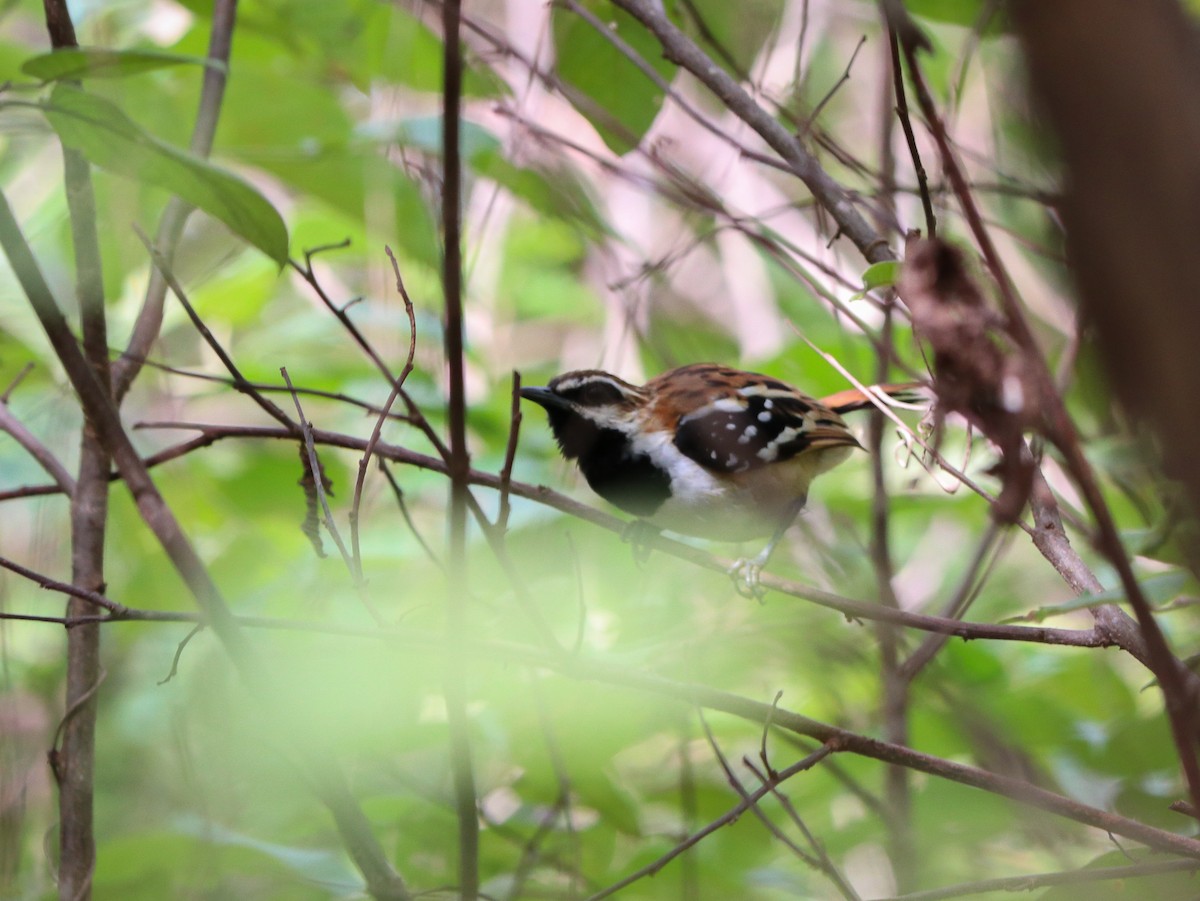 Stripe-backed Antbird - ML623668952