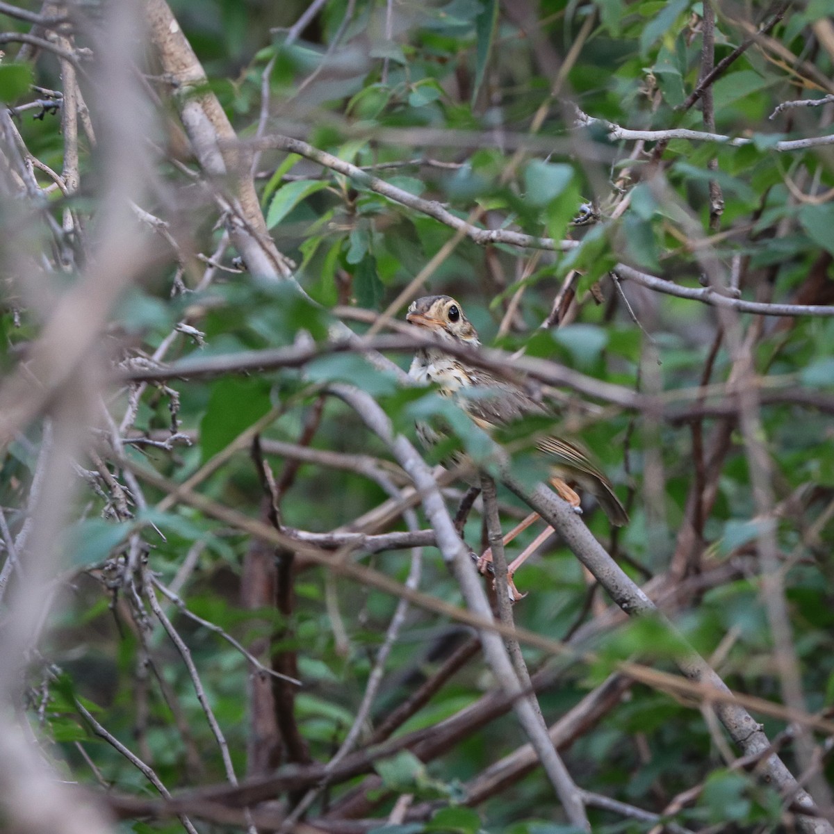 White-browed Antpitta - ML623668972