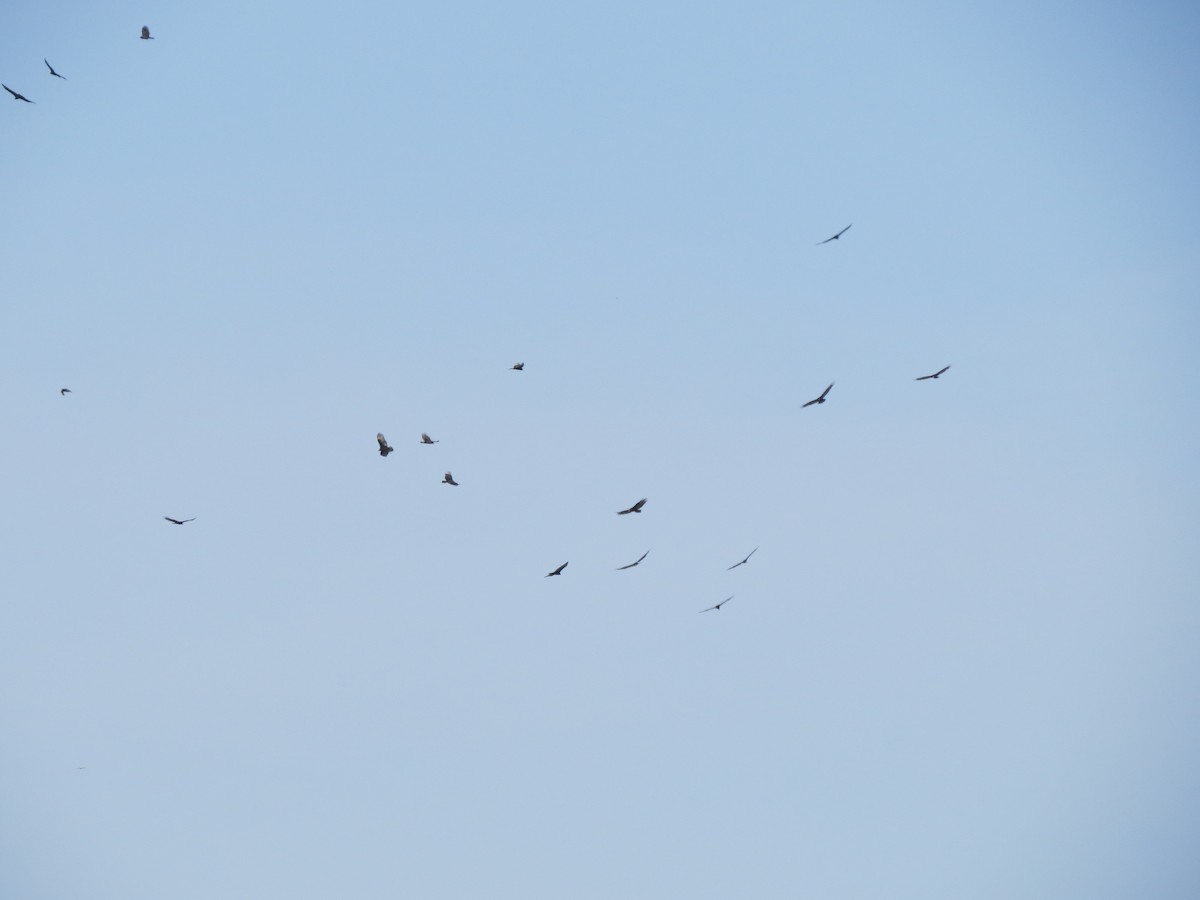 Zopilote indioilarra - ML623668984