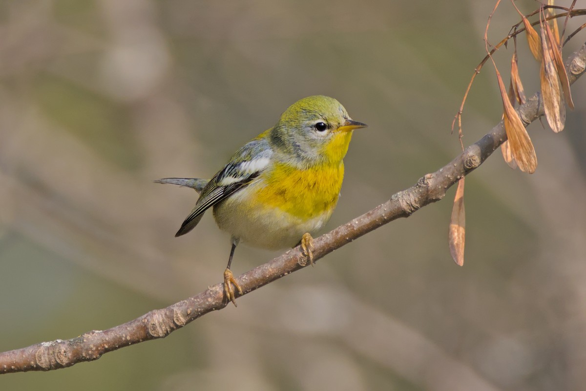 Northern Parula - ML623669003