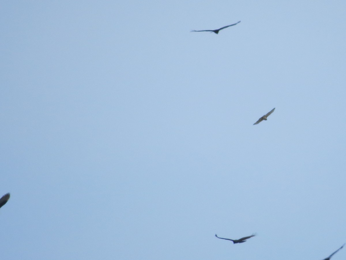 Zapelatza sp. - ML623669006