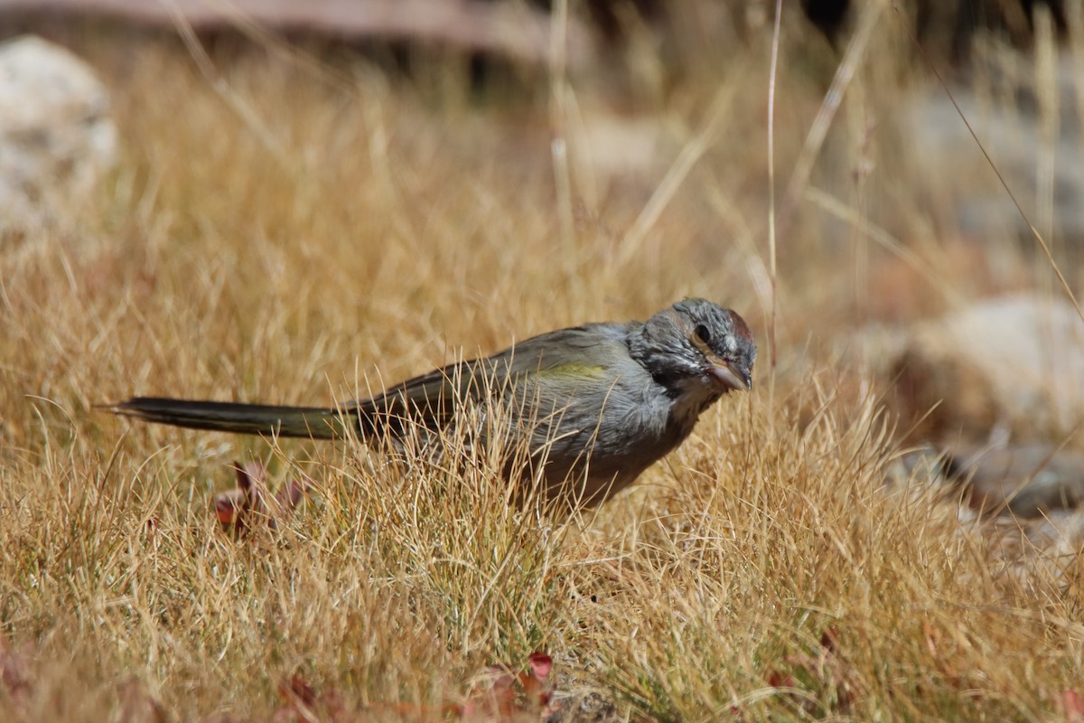 Green-tailed Towhee - ML623669036