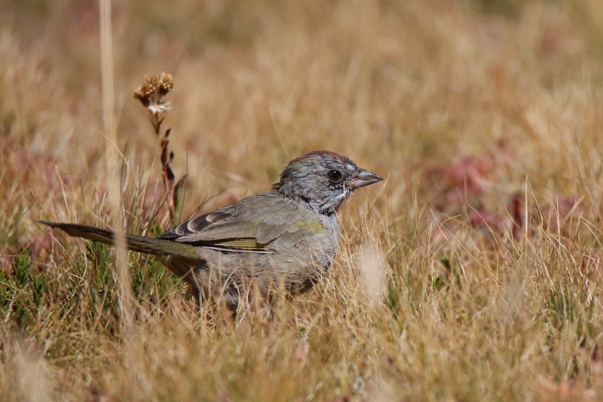 Green-tailed Towhee - ML623669037