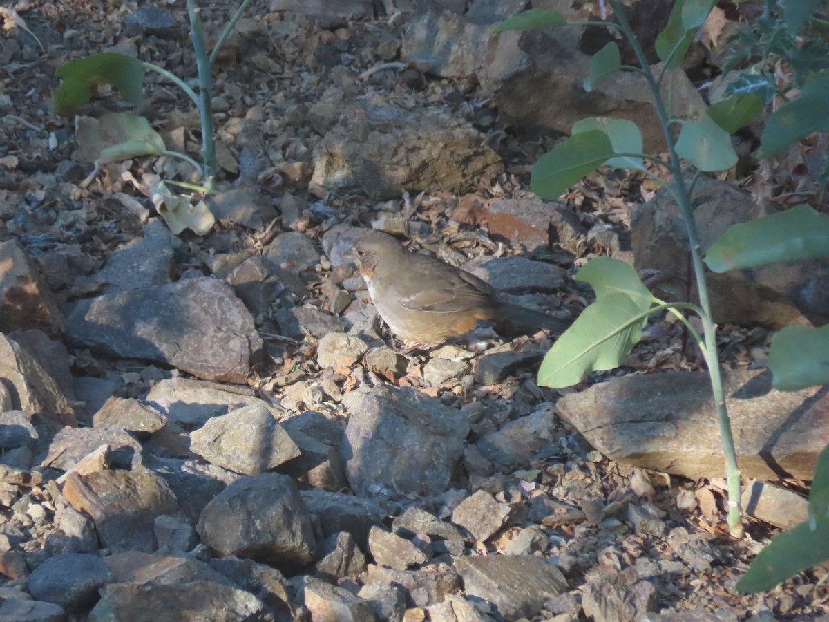 White-throated Towhee - ML623669046