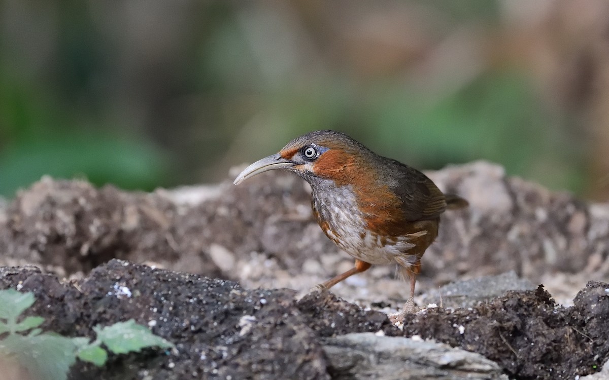 Rusty-cheeked Scimitar-Babbler - ML623669049