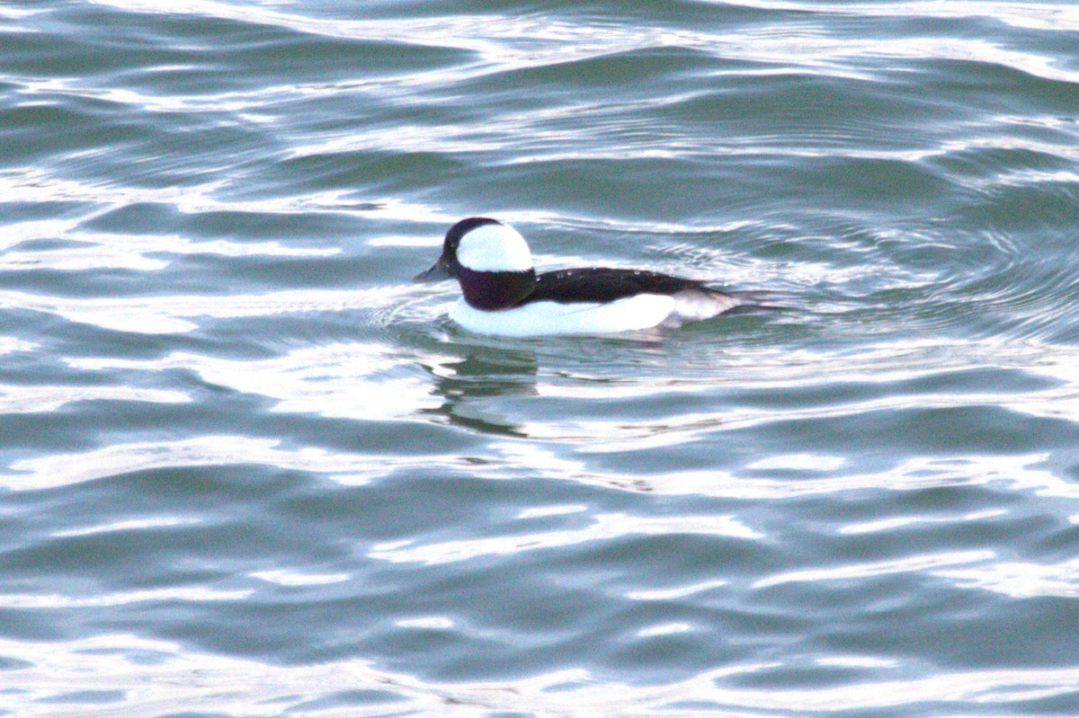 Bufflehead - Gareth Morris-Hale