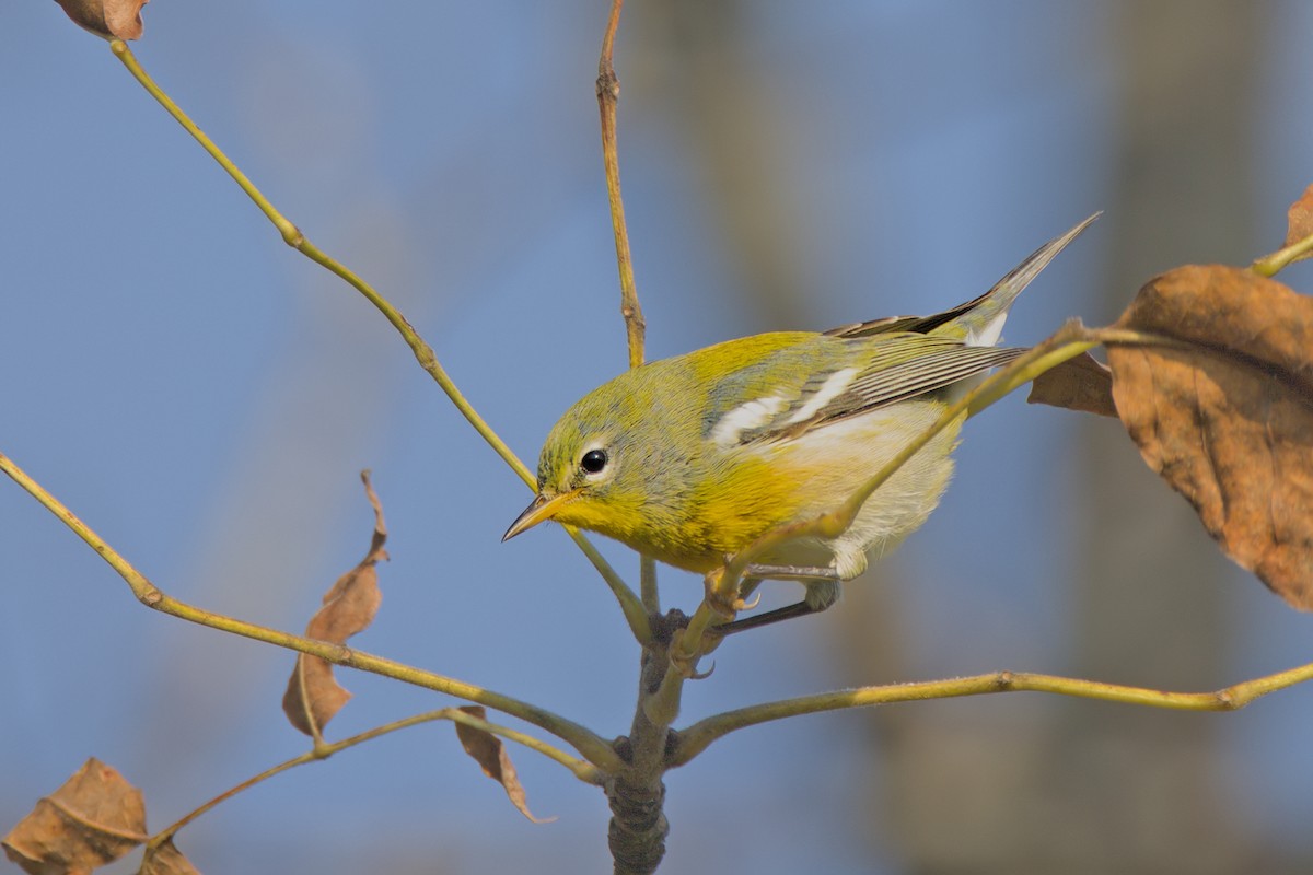 Northern Parula - ML623669085