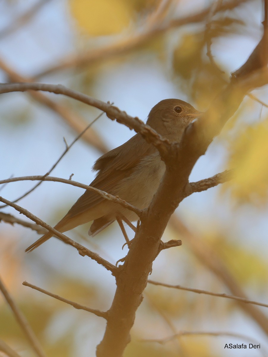 Thrush Nightingale - ML623669123