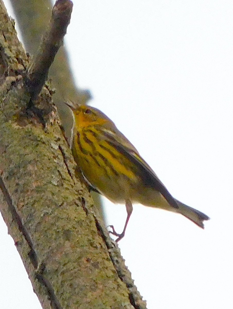 Cape May Warbler - Lee Gray