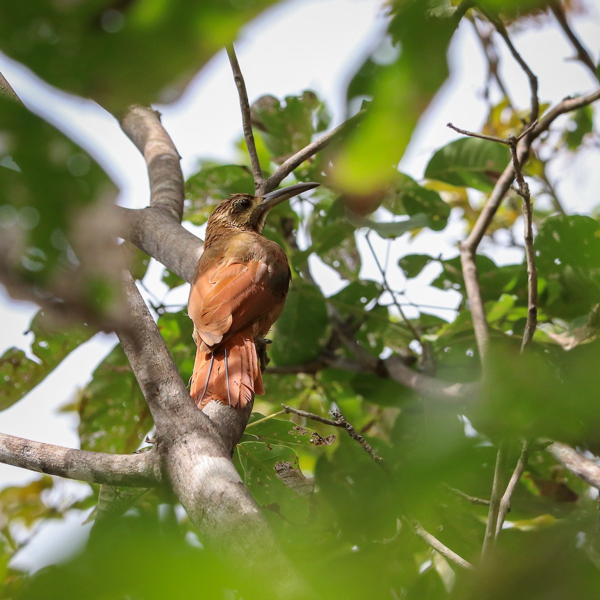 Moustached Woodcreeper - ML623669134