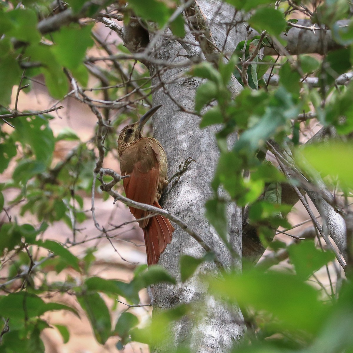 Moustached Woodcreeper - ML623669135