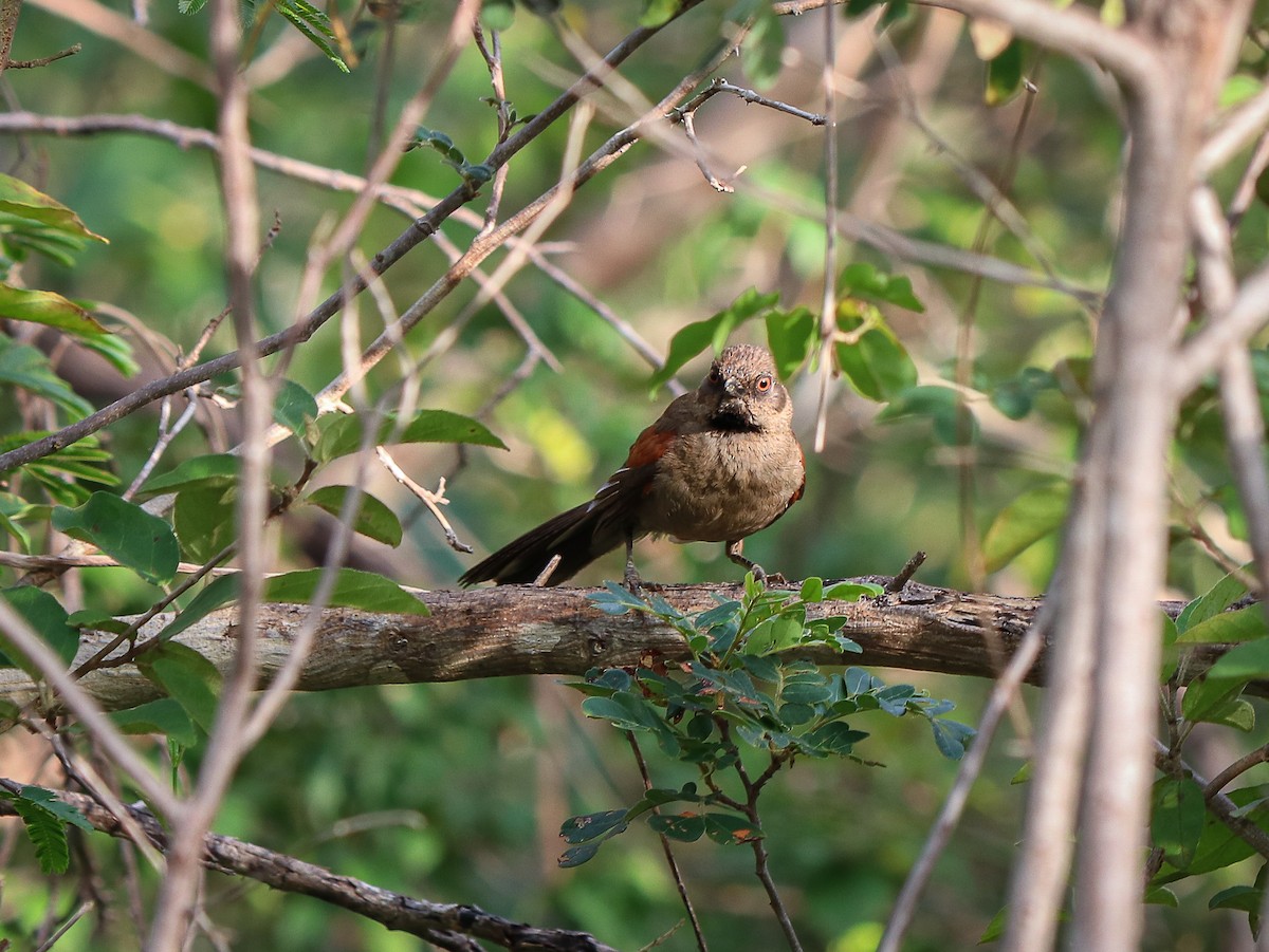 Red-shouldered Spinetail - ML623669198