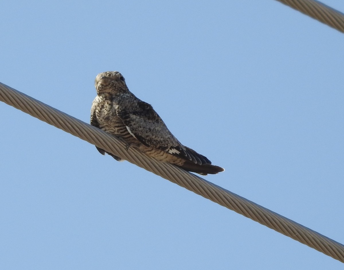 Common Nighthawk - ML623669284