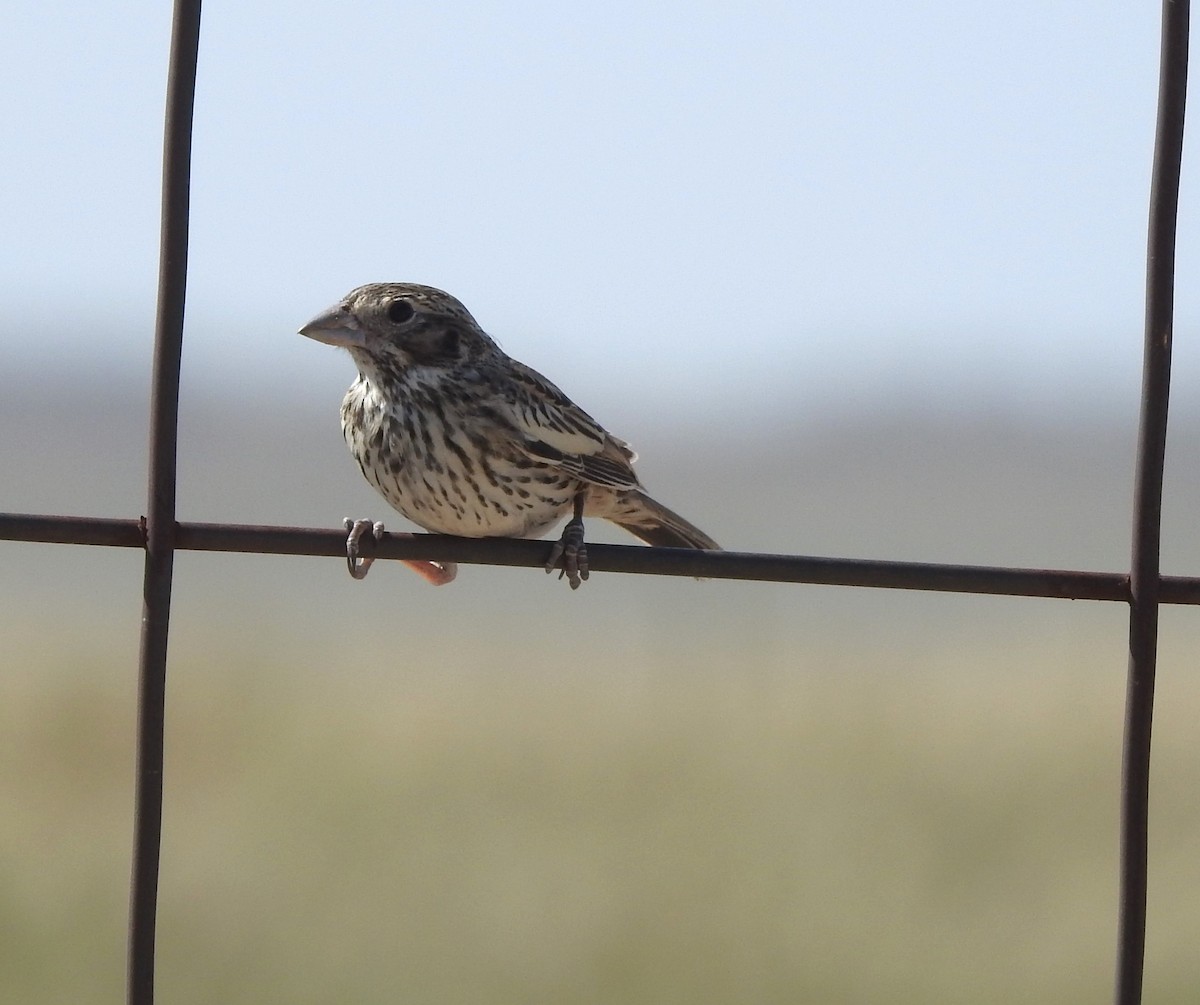 Lark Bunting - ML623669299