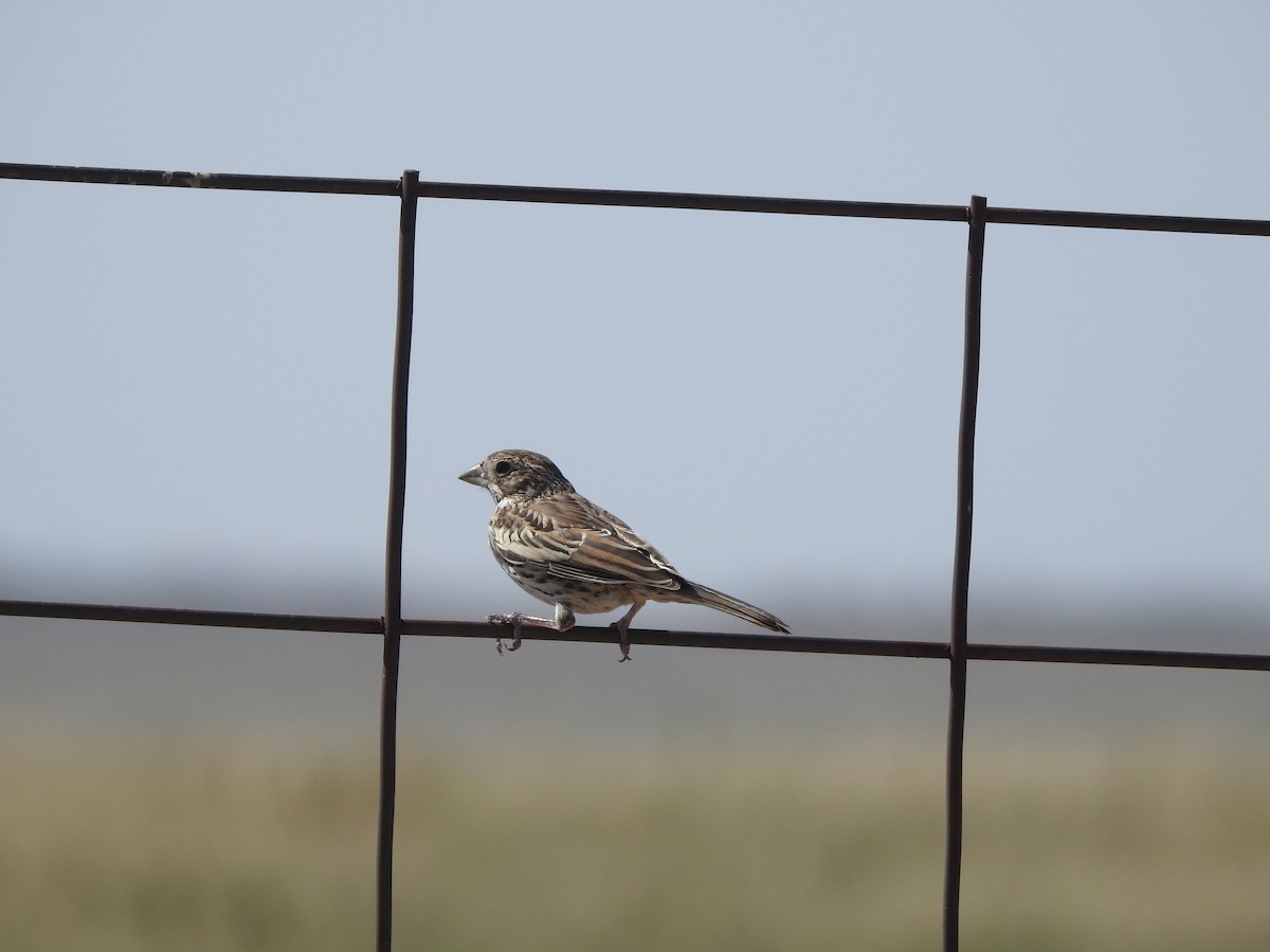 Lark Bunting - ML623669300