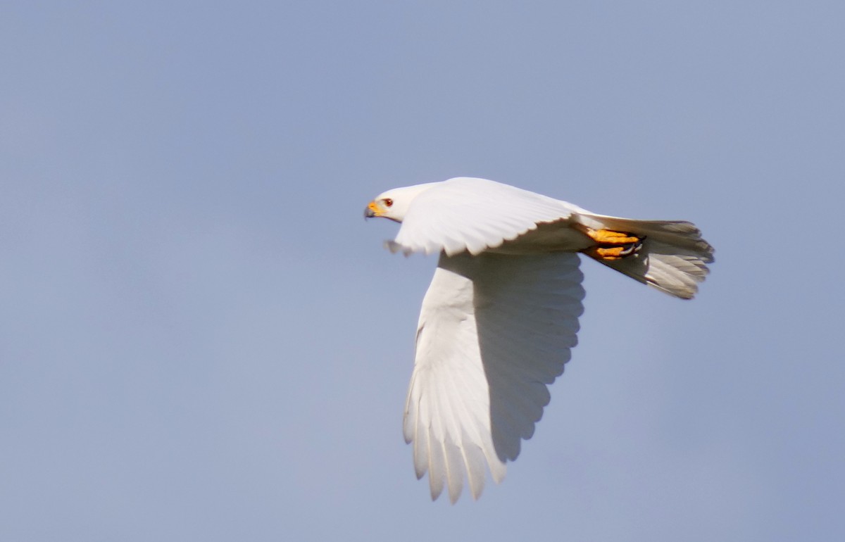 Gray Goshawk - ML623669307