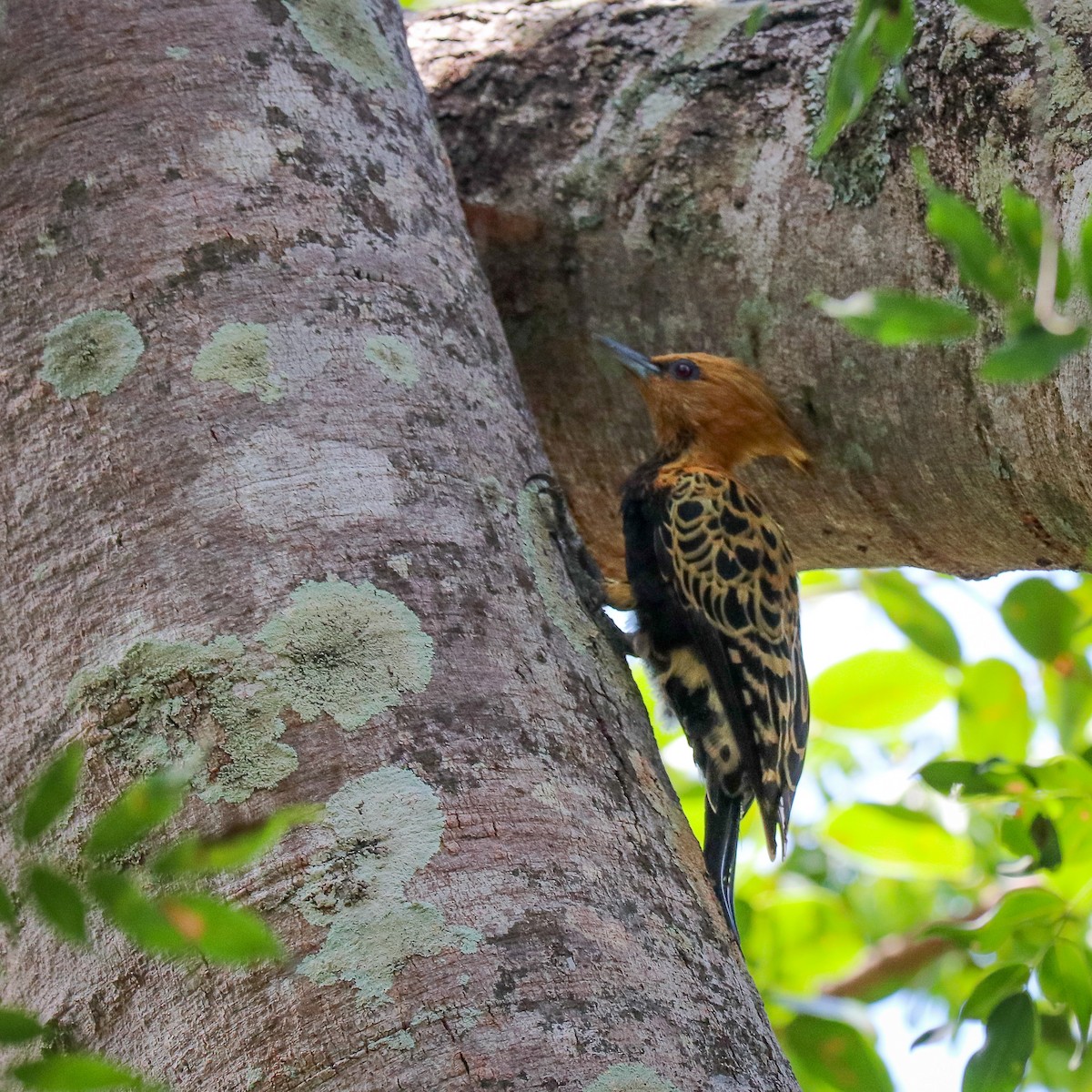 Ochre-backed Woodpecker - ML623669312