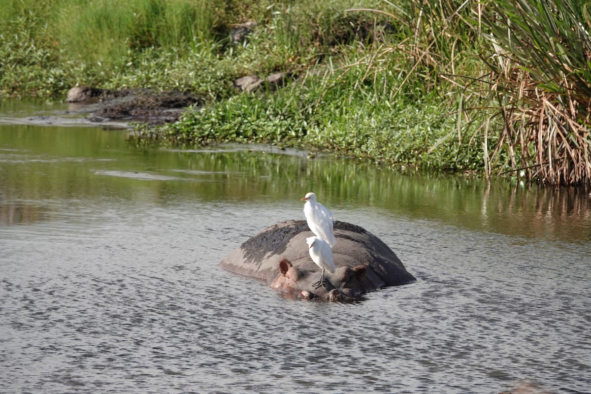 Yellow-billed Egret - ML623669318