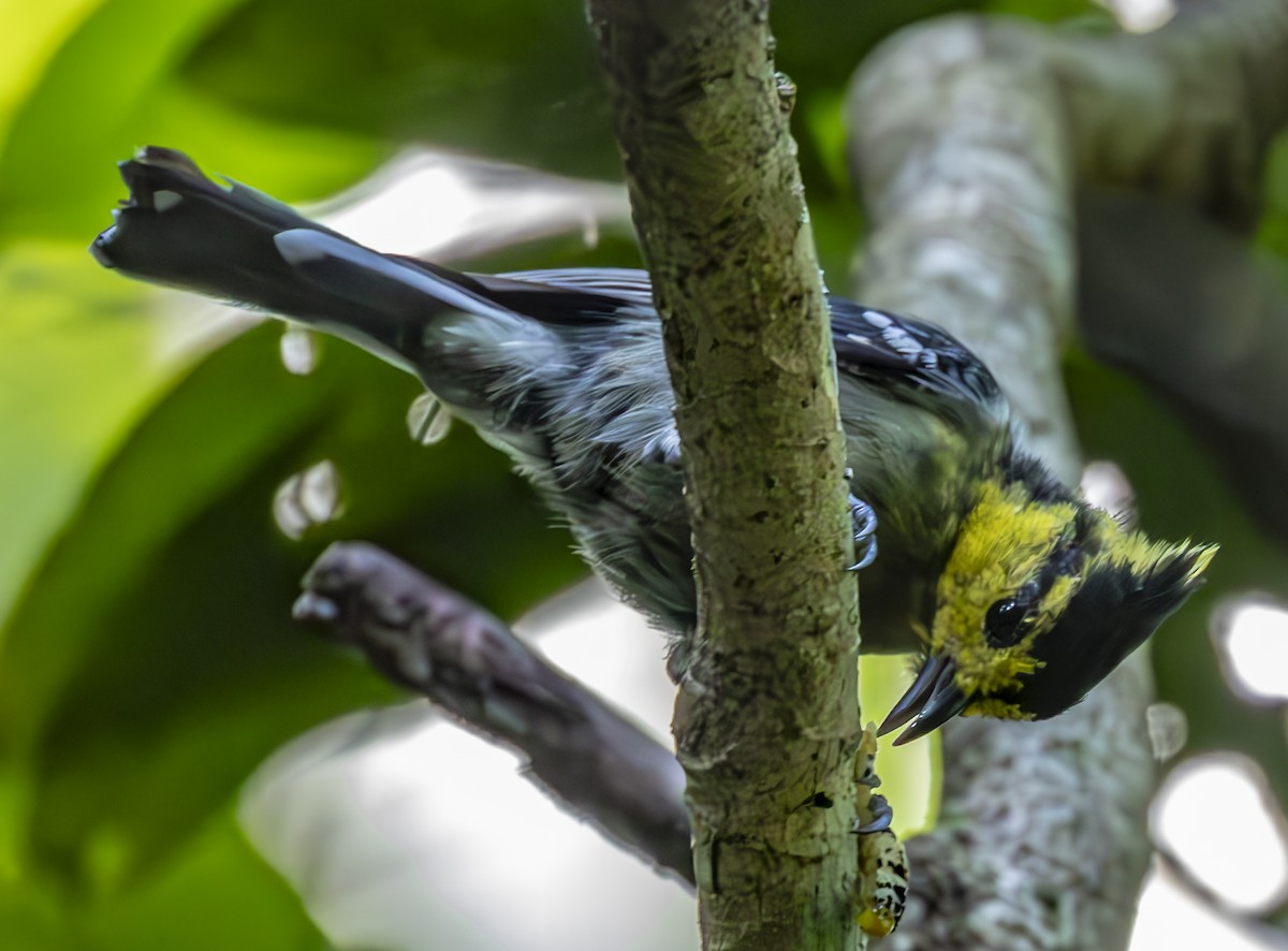 Yellow-cheeked Tit - ML623669364