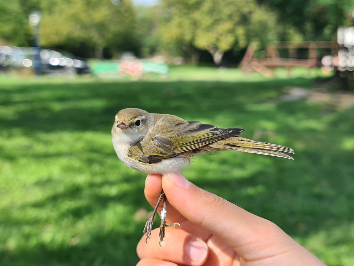 Western Bonelli's Warbler - ML623669365