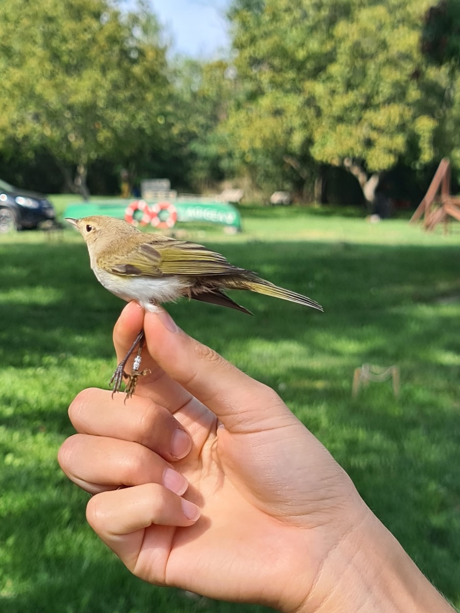 Western Bonelli's Warbler - ML623669366