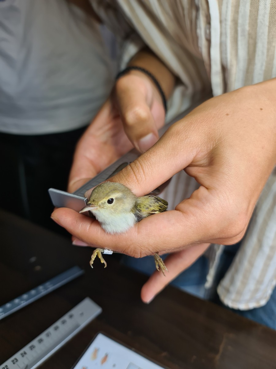 Western Bonelli's Warbler - ML623669367