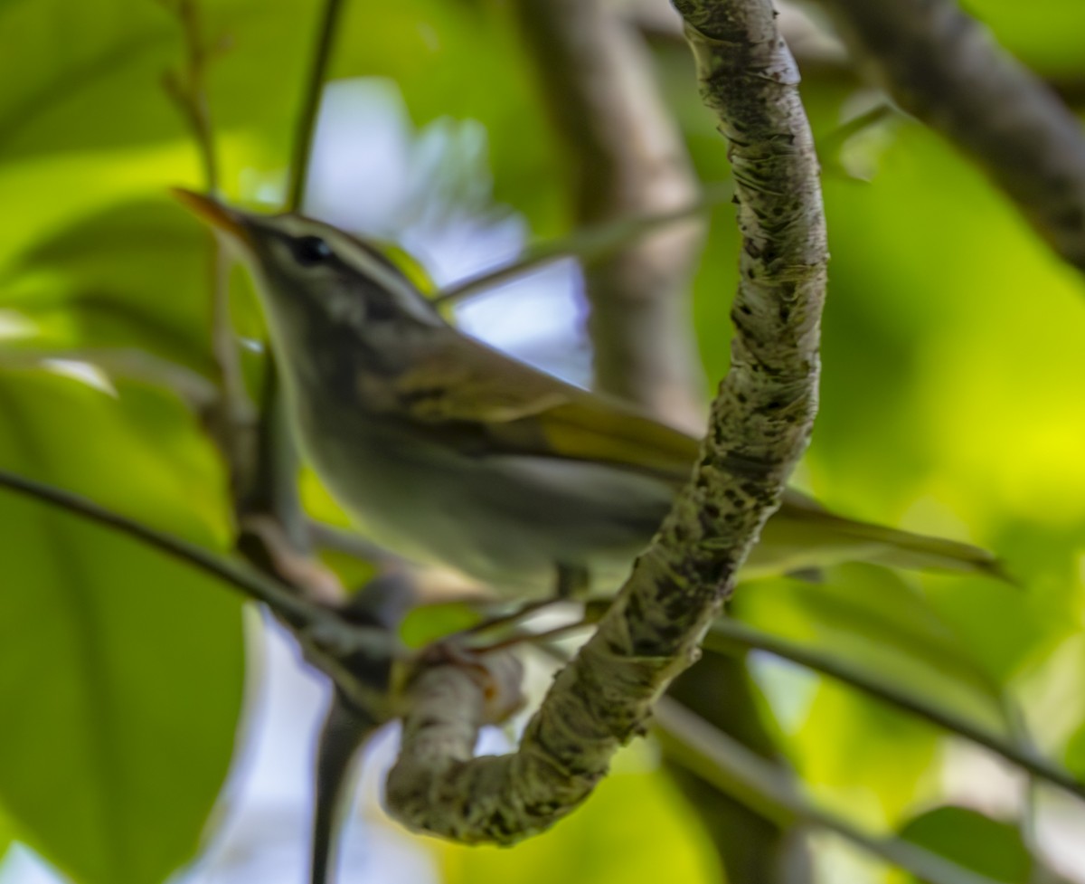 Eastern Crowned Warbler - ML623669376