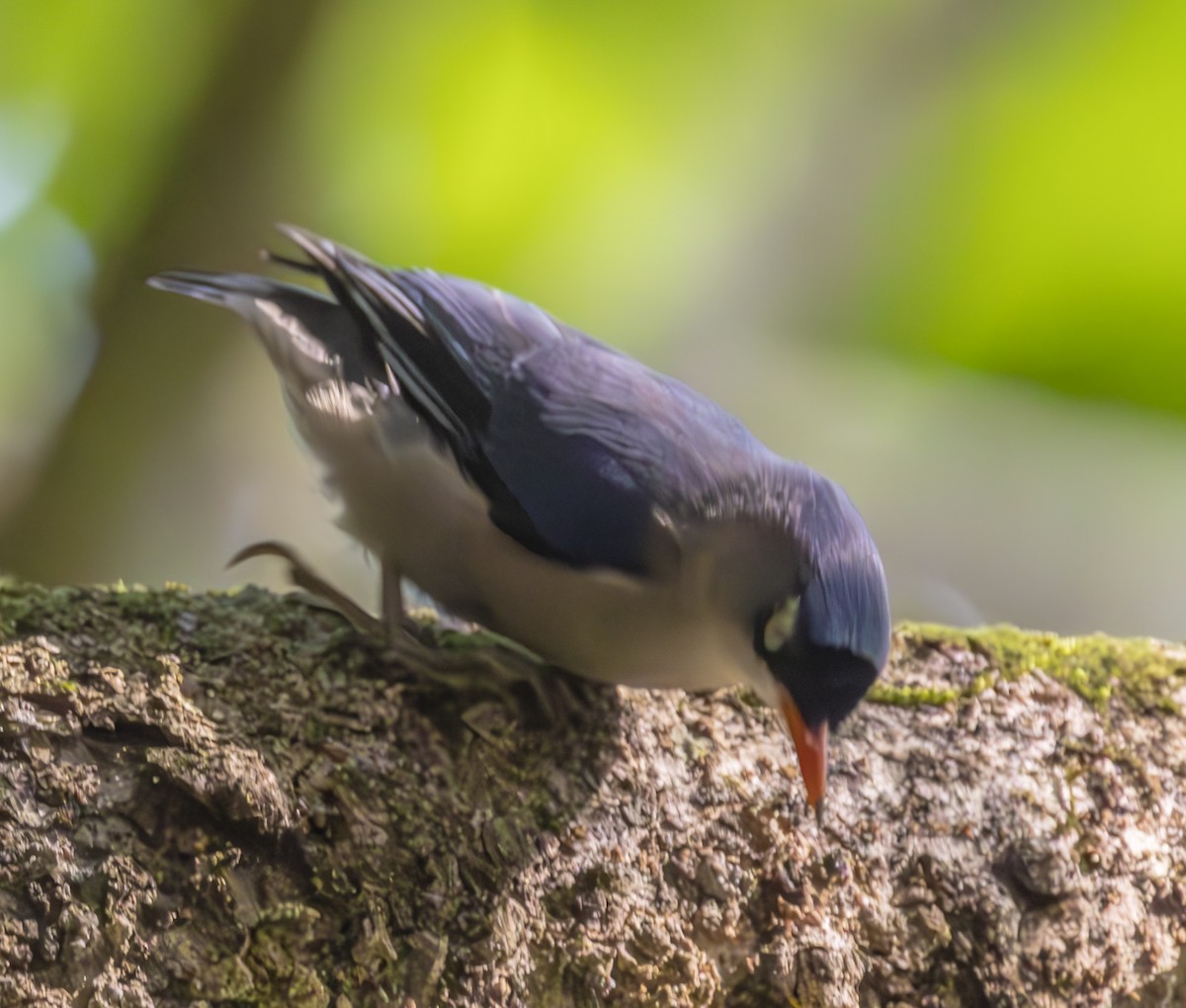 Velvet-fronted Nuthatch - ML623669384