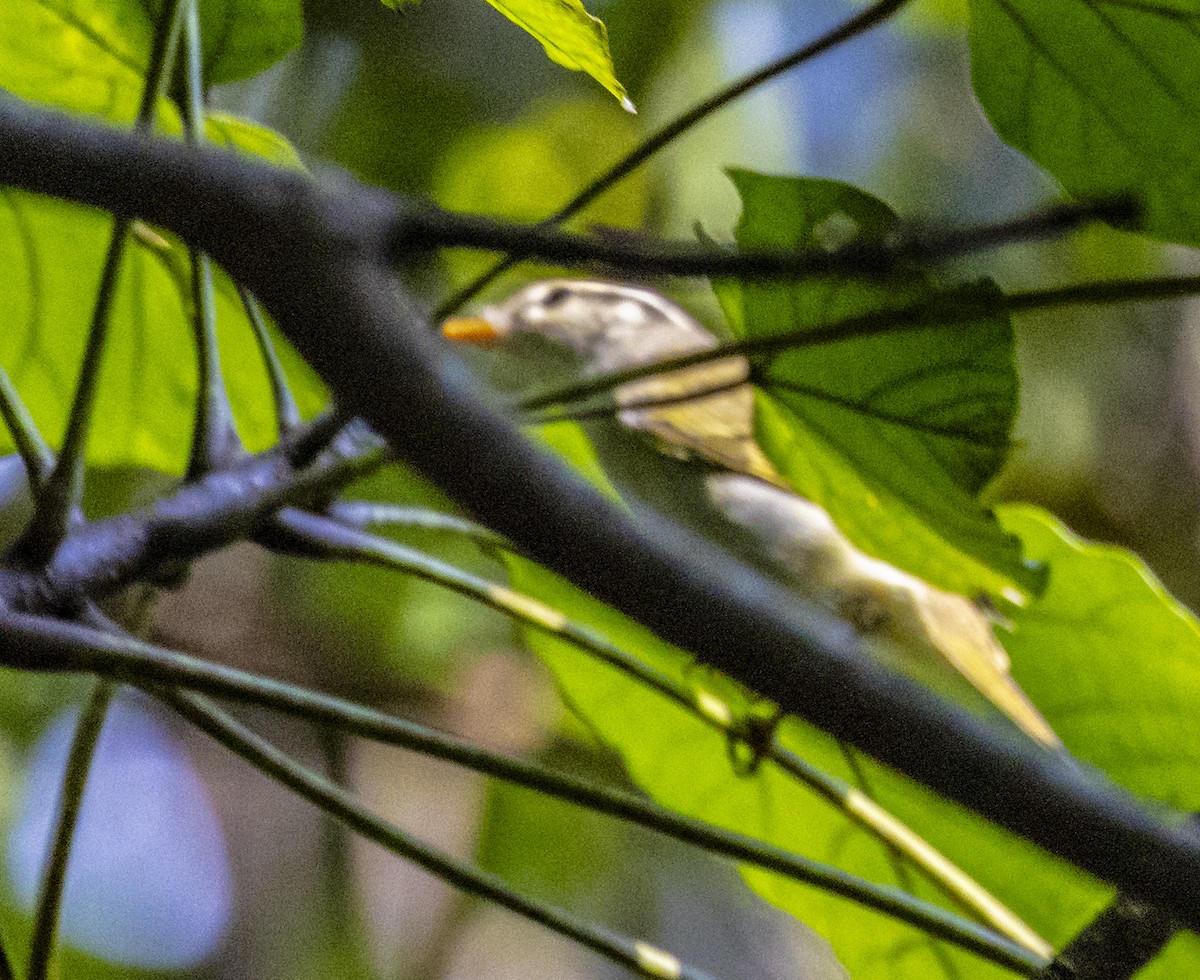 Eastern Crowned Warbler - ML623669387