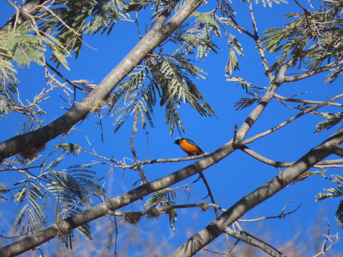 Elegant Euphonia - ML623669396