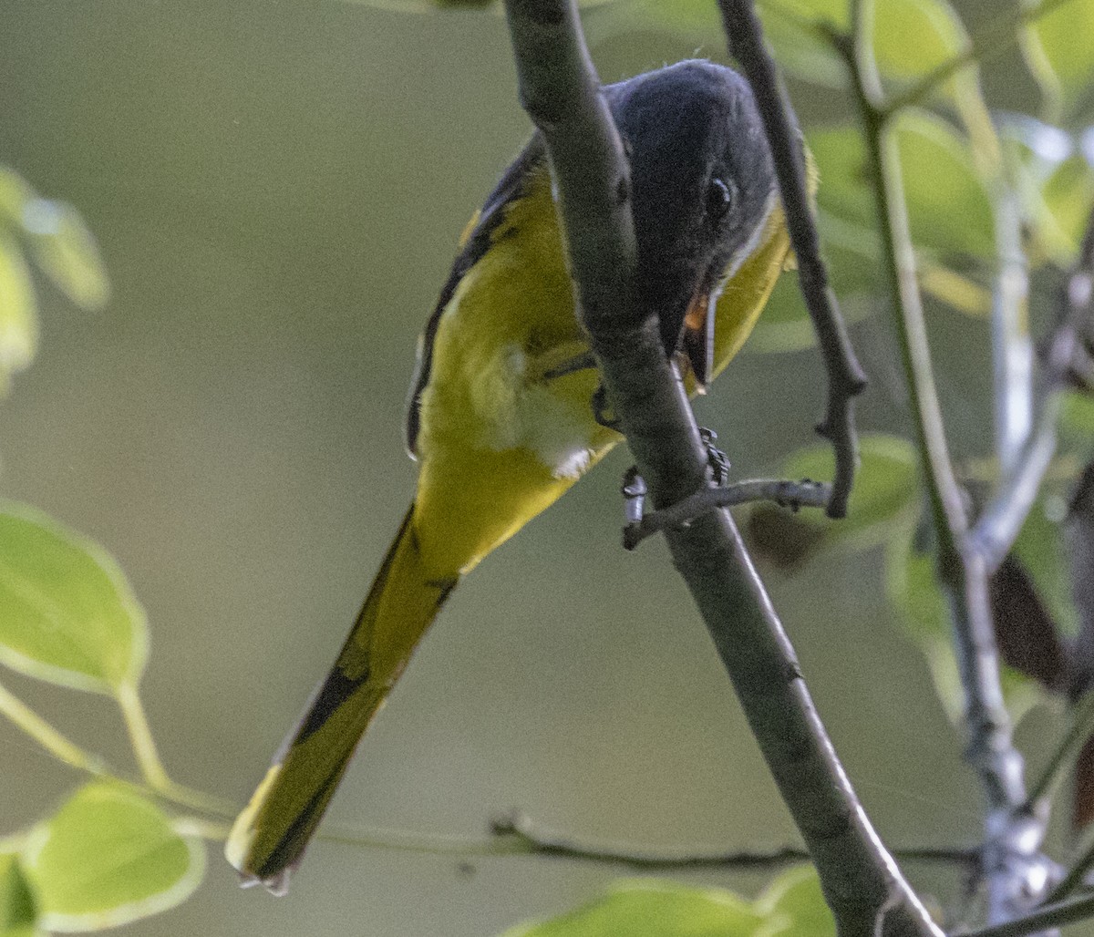 Minivet mandarin - ML623669445