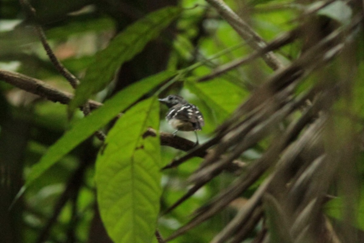 Dot-backed Antbird - ML623669449