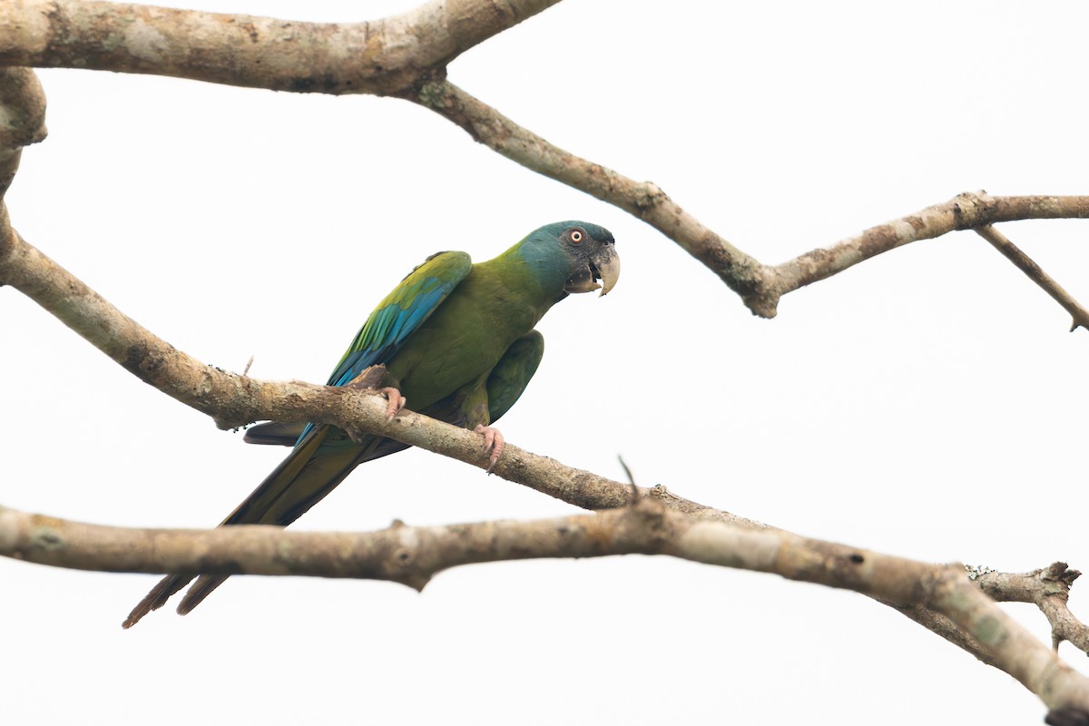 Blue-headed Macaw - Gustavo Dallaqua