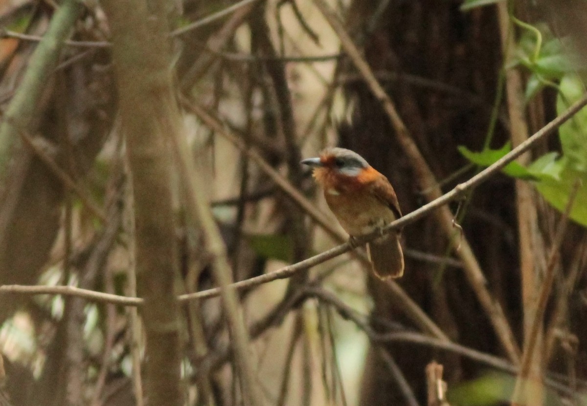 Rufous-necked Puffbird - ML623669577