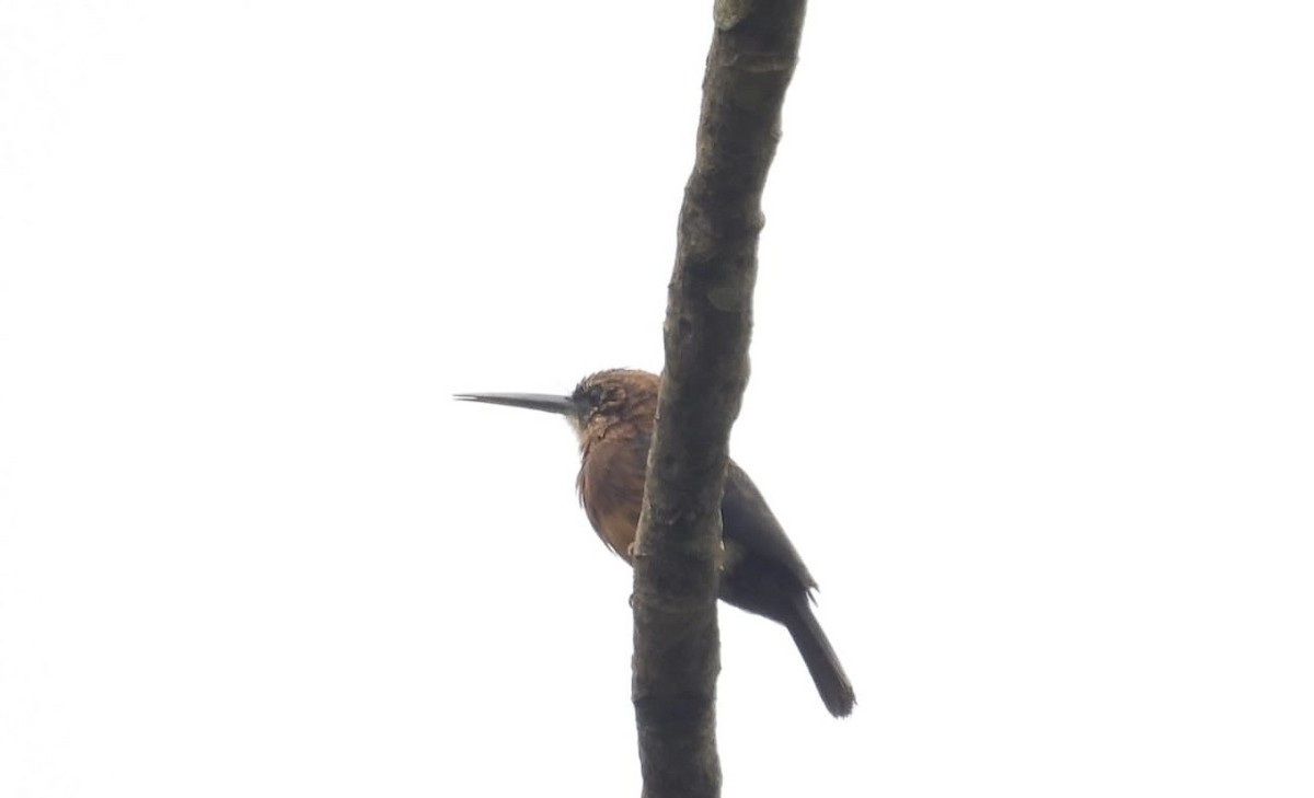 Brown Jacamar - ML623669596