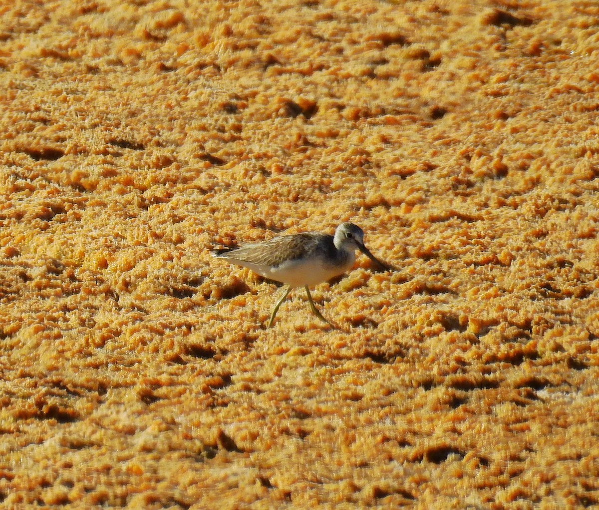 Common Greenshank - ML623669645