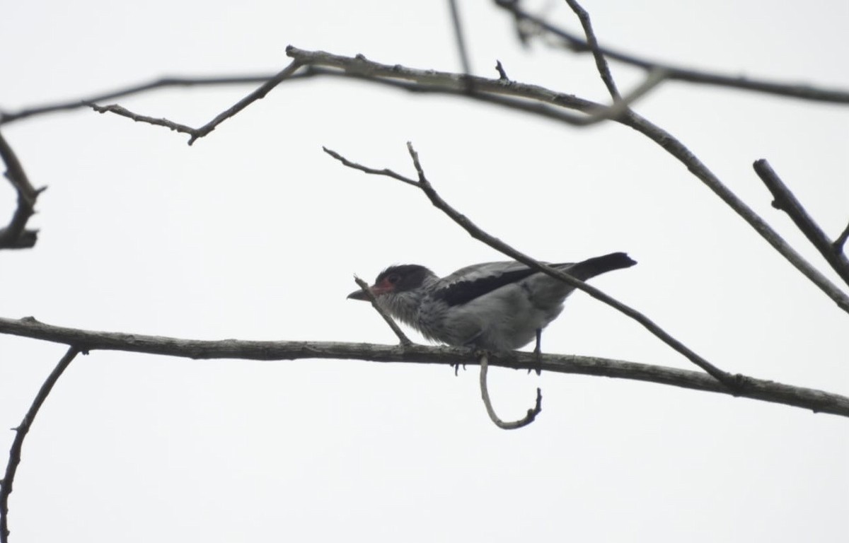 Black-tailed Tityra (Western) - ML623669650