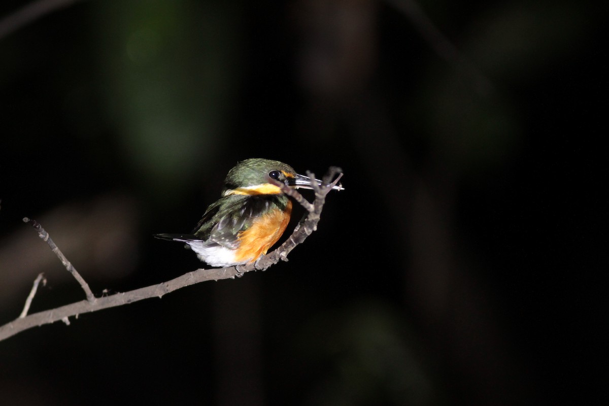 American Pygmy Kingfisher - ML623669651