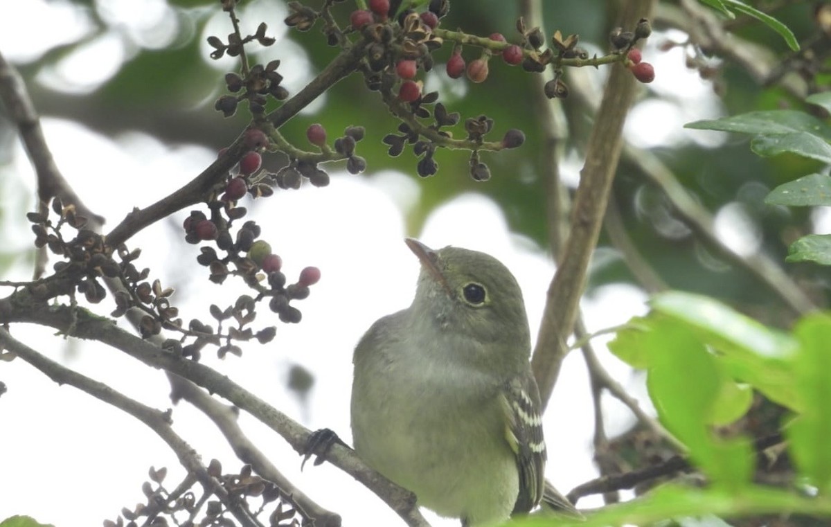 Small-billed Elaenia - ML623669659