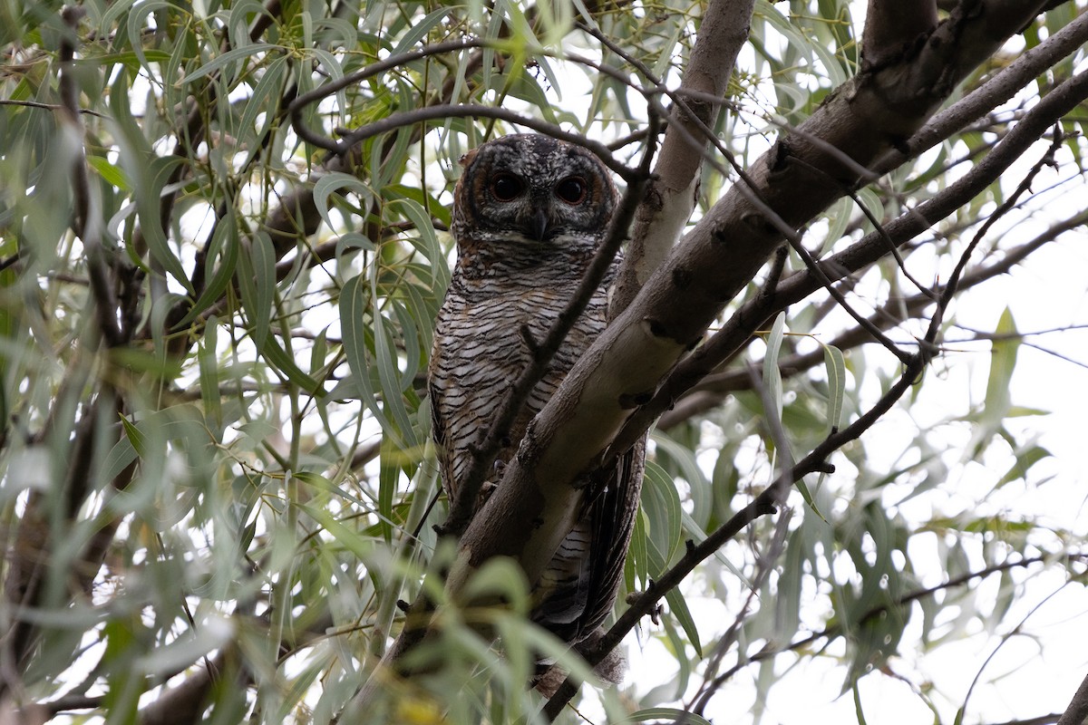 Mottled Wood-Owl - ML623669679