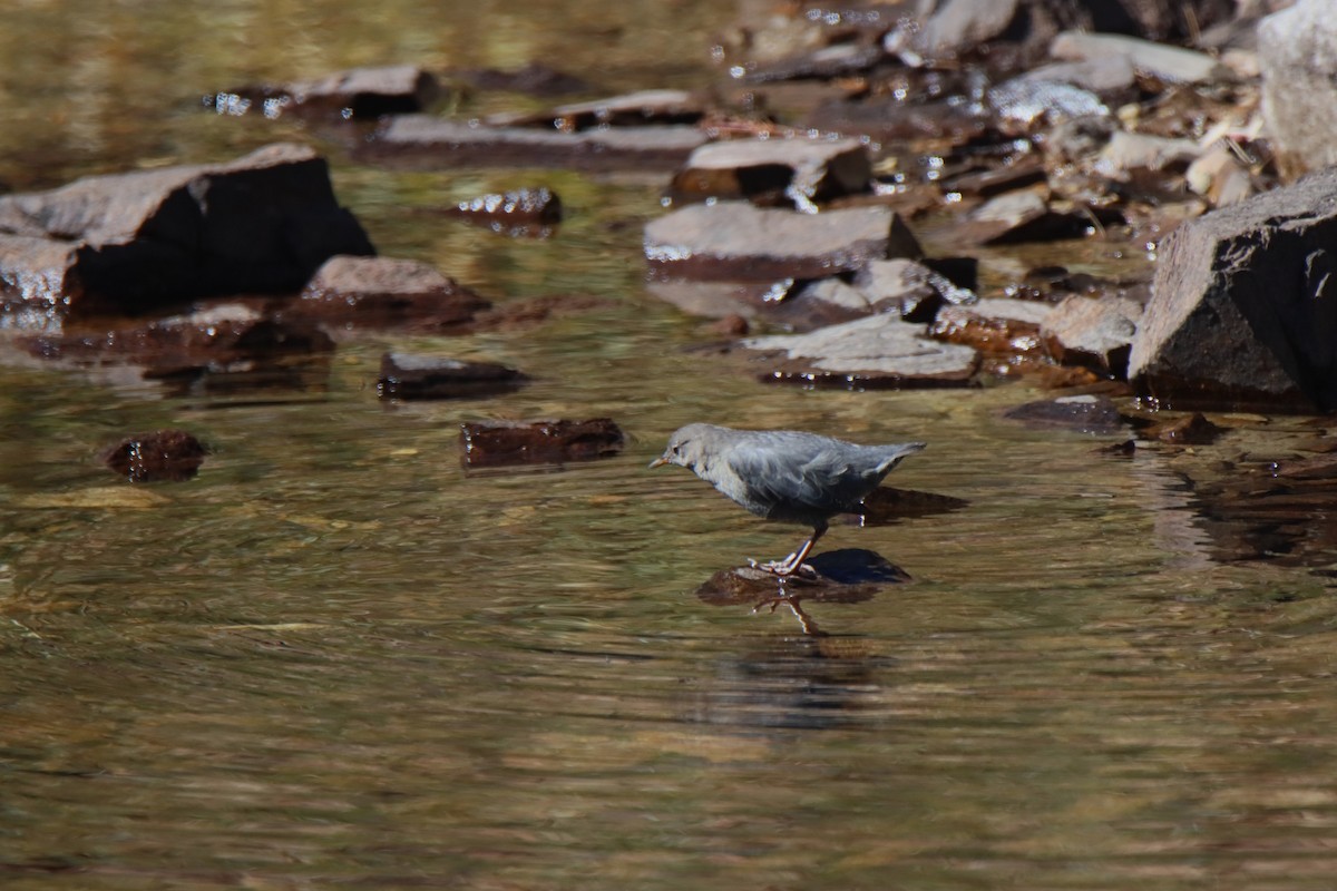 American Dipper - ML623669687