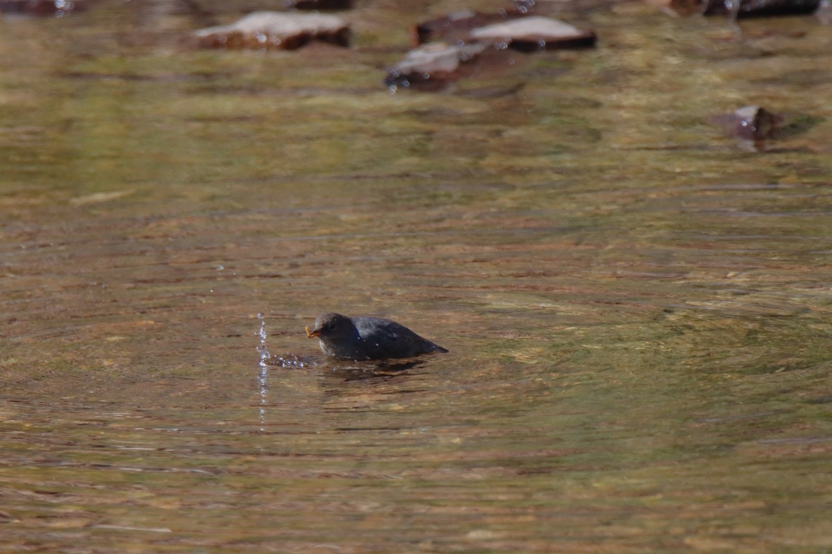 American Dipper - ML623669688