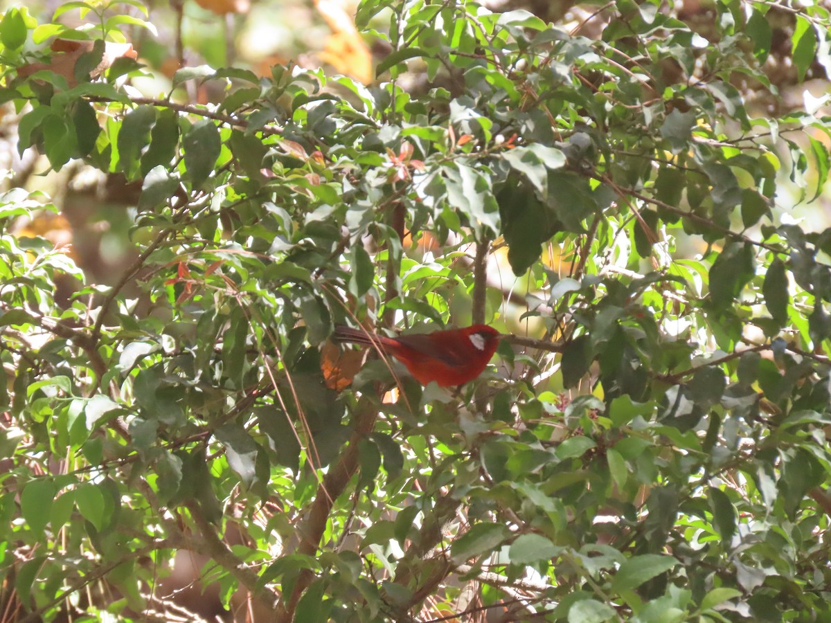 Red Warbler (White-cheeked) - ML623669704