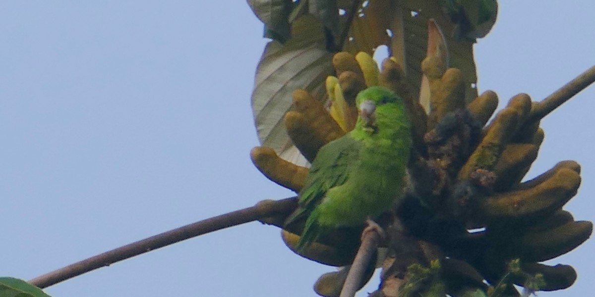 Pacific Parrotlet - ML623669738