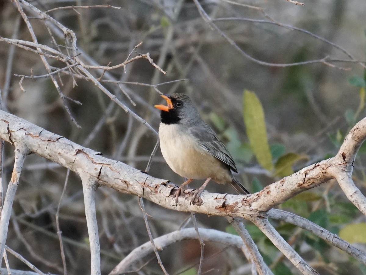 Black-throated Saltator - ML623669754