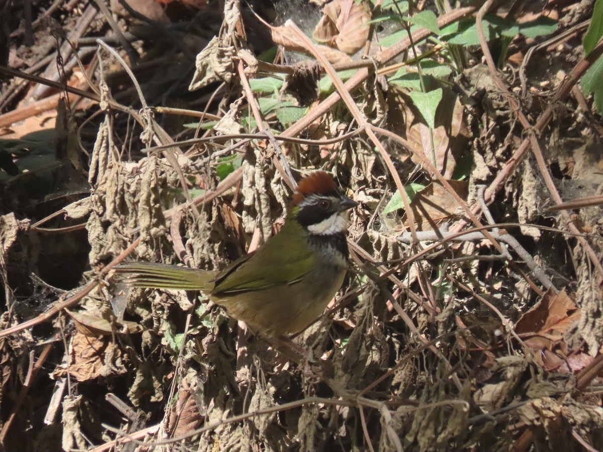 Collared Towhee - ML623669756